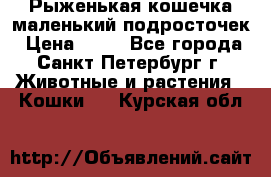 Рыженькая кошечка маленький подросточек › Цена ­ 10 - Все города, Санкт-Петербург г. Животные и растения » Кошки   . Курская обл.